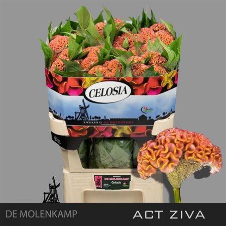 <h4>CEL C ACT ZIVA</h4>