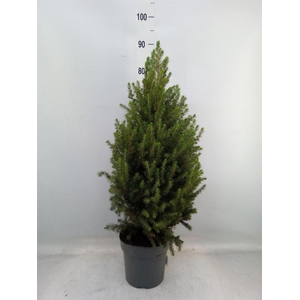 Picea glauca 'Conica'