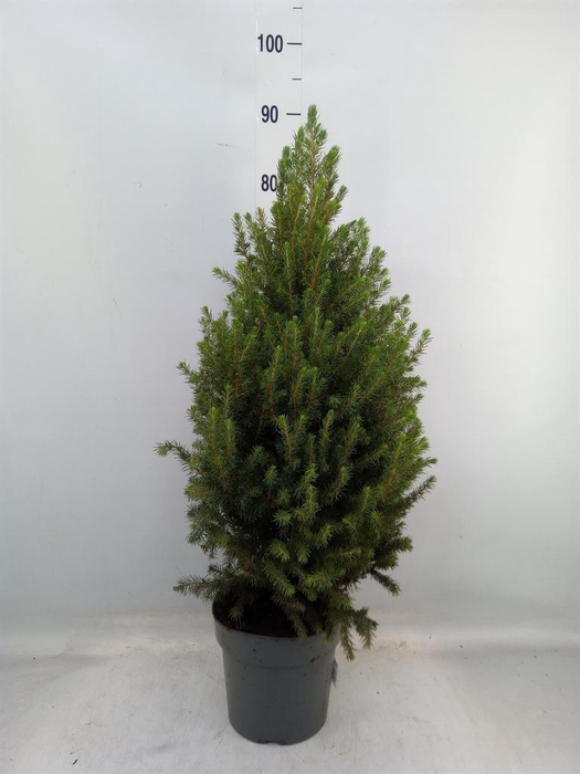 <h4>Picea glauca 'Conica'</h4>