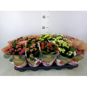 Kalanchoe blos. 'Rosalina'  ..mix 5