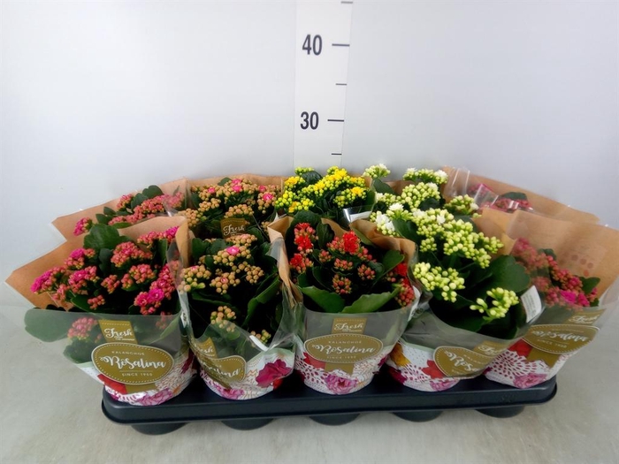 <h4>Kalanchoe blos. 'Rosalina'  ..mix 5</h4>
