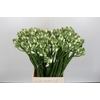 Ornithogalum Pilar