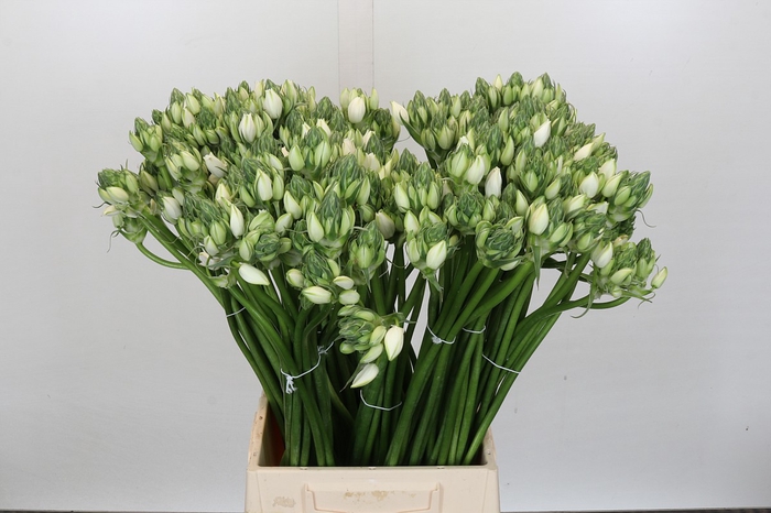 Ornithogalum Pilar