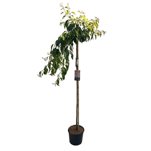 Prunus serr. 'Kiku-Shidare' Stam 150cm