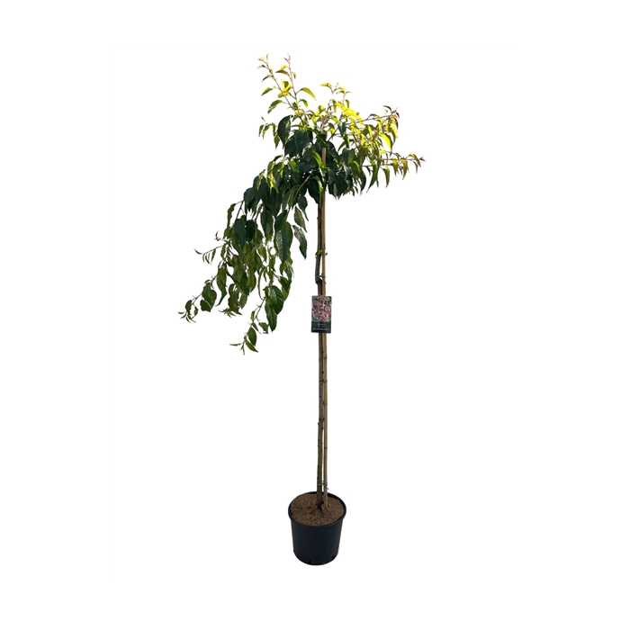 <h4>Prunus serr. 'Kiku-Shidare' Stam 150cm</h4>