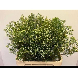 CHAME UN JUPITE MOON