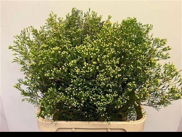 <h4>CHAME UN JUPITE MOON</h4>