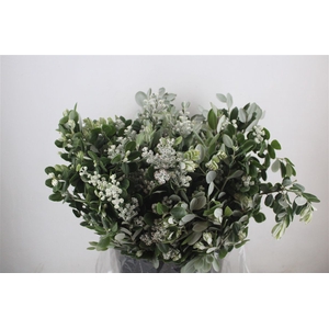 Pittosp Ralphi Leaves 400gr P Bunch