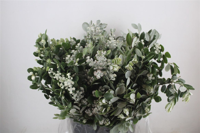 <h4>Pittosp Ralphi Leaves 400gr P Bunch</h4>