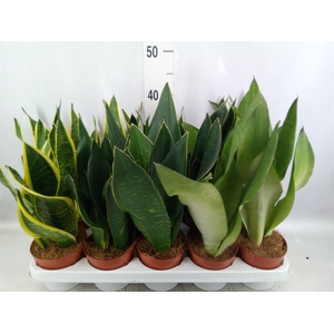 Sansevieria trifa.   ...