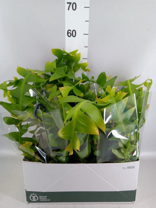 <h4>Epiphyllum ...</h4>