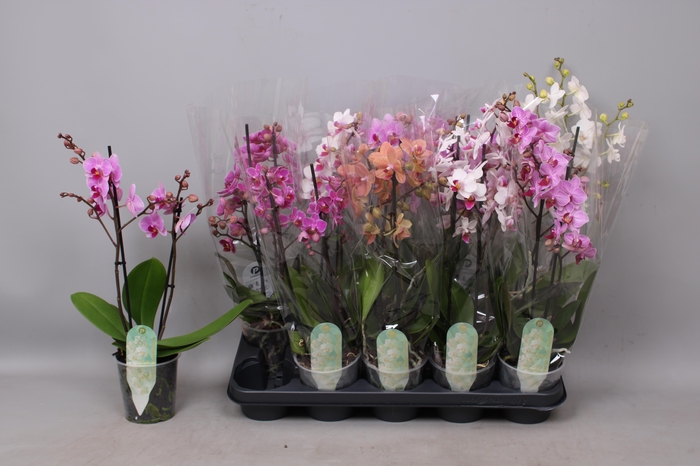 <h4>PHAL MF GEM 6 KL</h4>
