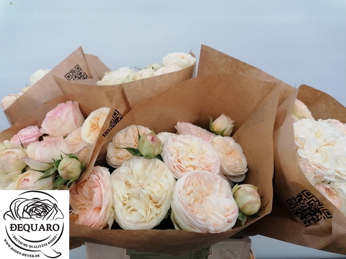 <h4>R TR GRANDMA F ROMY</h4>