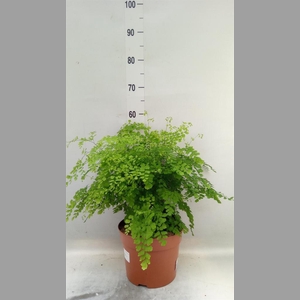 Adiantum raddi. 'Fragrans'