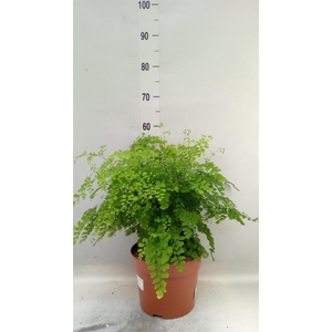 Adiantum raddi. 'Fragrans'