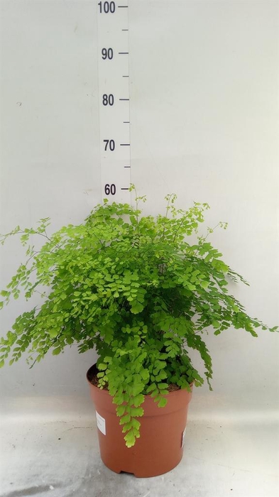 <h4>Adiantum raddi. 'Fragrans'</h4>