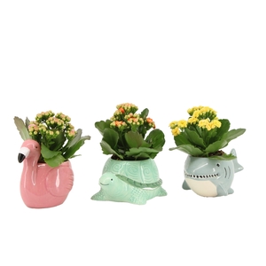 7502605: Solutionss Contradiction Kalanchoe
