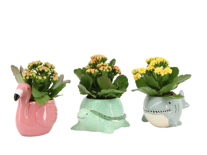 <h4>7502605: Solutionss Contradiction Kalanchoe</h4>