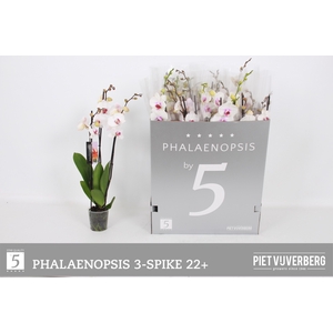 PHAL RED LIPS