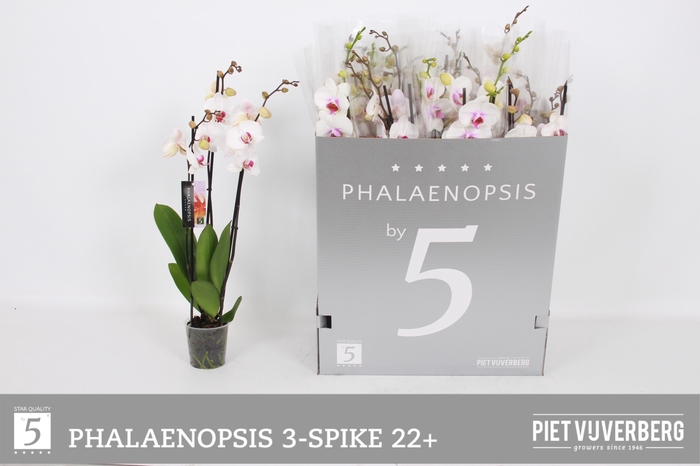<h4>PHAL RED LIPS</h4>