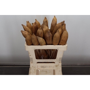Deco Bunch Nude Pod 5pcs Bunch X5