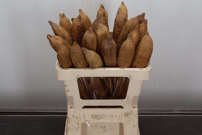 <h4>Deco Bunch Nude Pod 5pcs Bunch X5</h4>