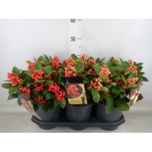 Skimmia jap. 'Obsession'