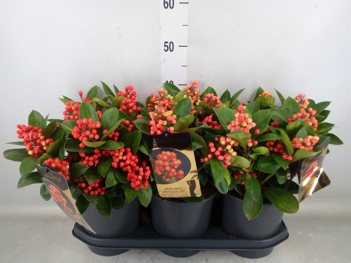 <h4>Skimmia jap. 'Obsession'</h4>