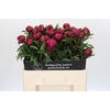 Paeonia Avis Varner
