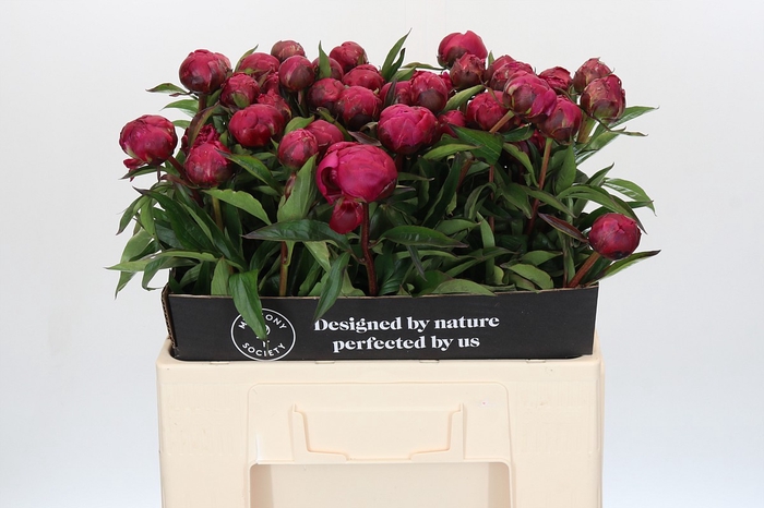 Paeonia Avis Varner