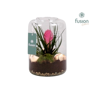 Green Bottle Isabella Small met Tillandsia