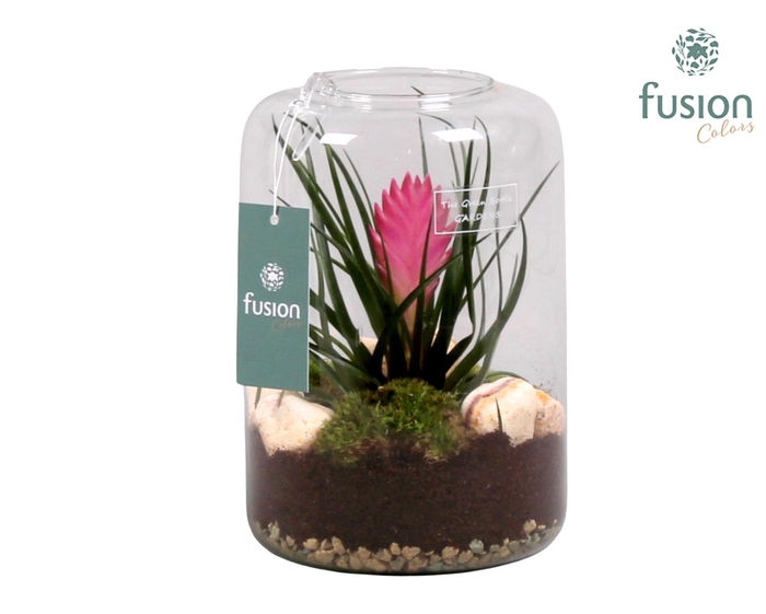<h4>Green Bottle Isabella Small met Tillandsia</h4>