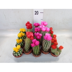 Cactus   ...decorated