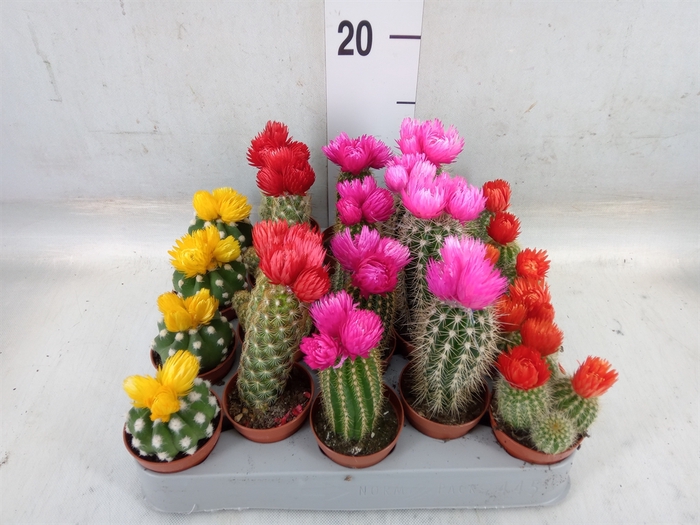 <h4>Cactus   ...decorated</h4>