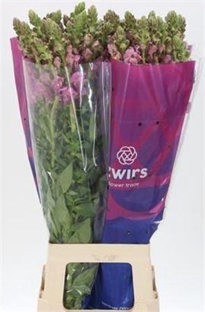 <h4>ANTIR POTO LAVEND</h4>