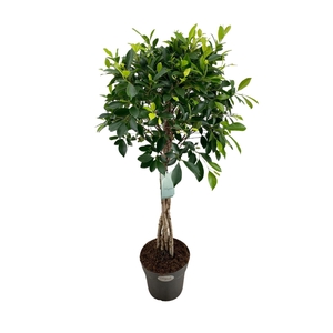 Ficus   ...