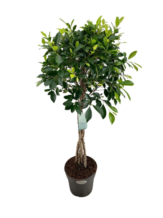 <h4>Ficus   ...</h4>