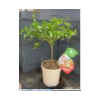 Citrus hystrix