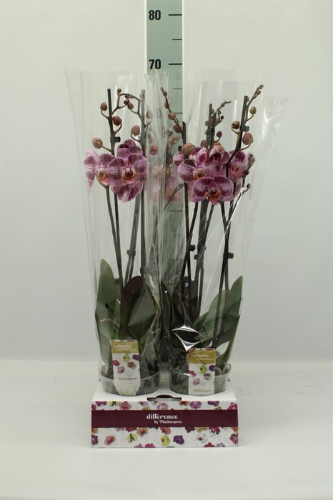 Phalaenopsis   ...