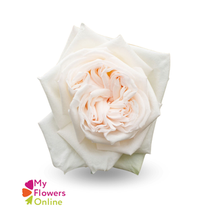 R Gr White O Hara White 50cm EC