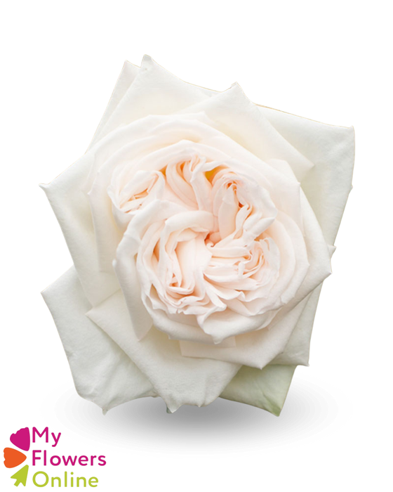 <h4>R Gr White O Hara White 60cm EC</h4>