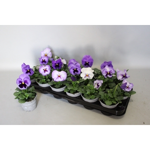 Viola wittrockiana F1 Lavender Shades