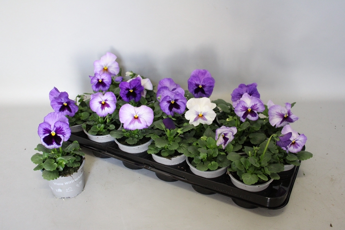 Viola wittrockiana F1 Lavender Shades