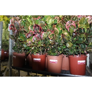 CROTON NECTARINE P23