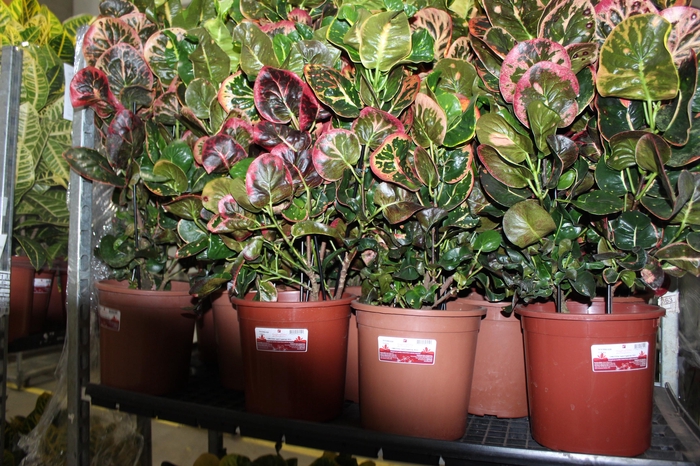 <h4>CROTON NECTARINE P23</h4>