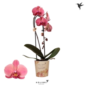 Phalaenopsis Elegant Cascade