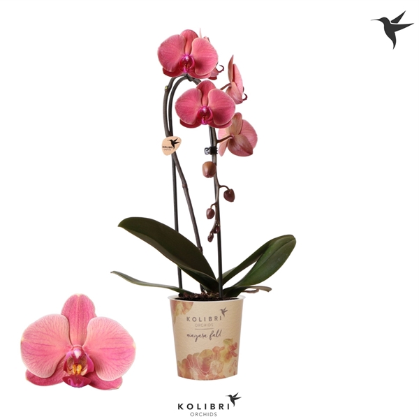 <h4>Phalaenopsis Elegant Cascade</h4>