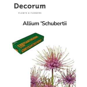Decorum Allium 'schubertii' 520 30