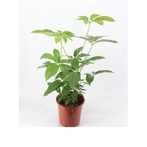 schefflera amate 24 cm pot