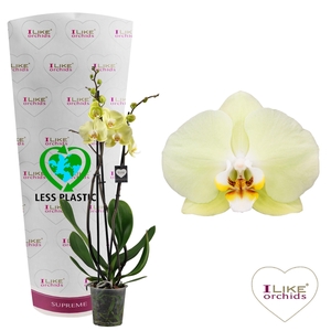 Phalaenopsis Golden Coin - 3 tak 70cm (Less Plastic)
